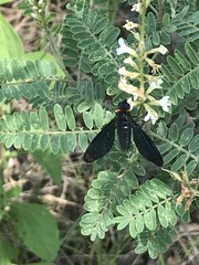 Cyananthrax cyanopterus