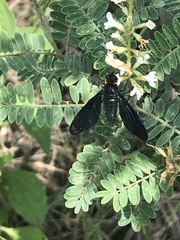 Cyananthrax cyanopterus