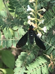 Cyananthrax cyanopterus