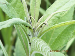 Dolichoderus quadripunctatus