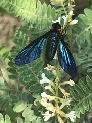 Cyananthrax cyanopterus