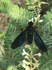 Cyananthrax cyanopterus