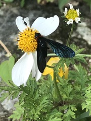 Cyananthrax cyanopterus