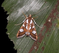 Glyphodes bivitralis