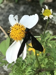 Cyananthrax cyanopterus