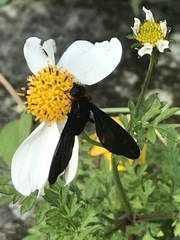 Cyananthrax cyanopterus