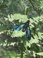 Cyananthrax cyanopterus