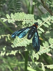 Cyananthrax cyanopterus