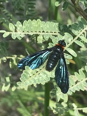 Cyananthrax cyanopterus