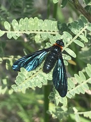 Cyananthrax cyanopterus