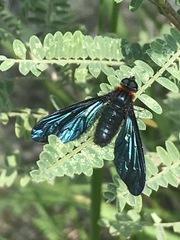 Cyananthrax cyanopterus