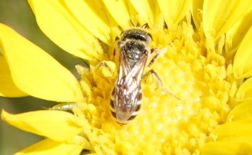 photo of Ligated Furrow Bee (Halictus ligatus)