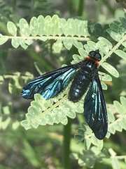 Cyananthrax cyanopterus