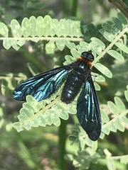 Cyananthrax cyanopterus