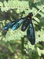 Cyananthrax cyanopterus