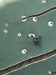 Pseudodyscrasis scutellaris