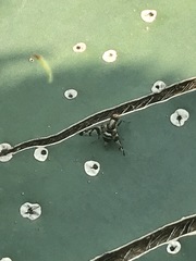 Pseudodyscrasis scutellaris