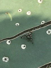 Pseudodyscrasis scutellaris