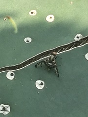 Pseudodyscrasis scutellaris