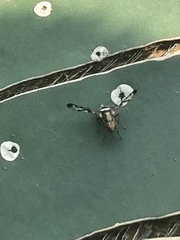 Pseudodyscrasis scutellaris