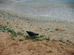 Columba livia