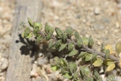 Lepidium strictum