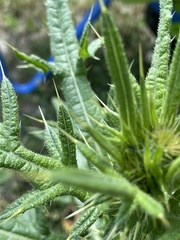 Cirsium vulgare