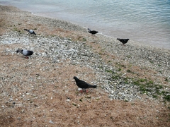 Columba livia