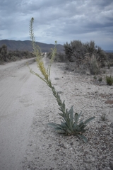Stanleya viridiflora
