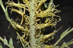 Stanleya viridiflora