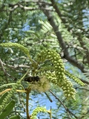 Bicyrtes quadrifasciatus