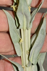 Stanleya viridiflora