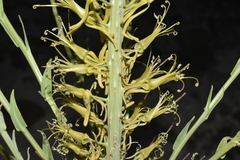 Stanleya viridiflora