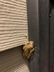 Osteopilus septentrionalis