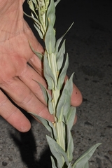 Stanleya viridiflora