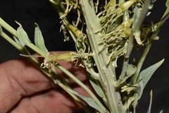 Stanleya viridiflora