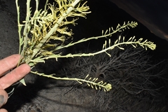 Stanleya viridiflora