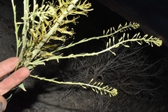 Stanleya viridiflora