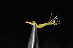 Stanleya viridiflora