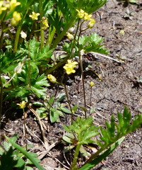 Draba stenoloba