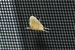 Glaphyria sesquistrialis