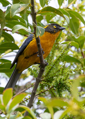 Anisognathus lacrymosus