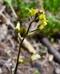 Draba stenoloba