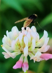 Chrysopilus quadratus