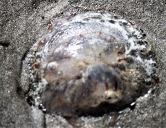 Chrysaora chesapeakei