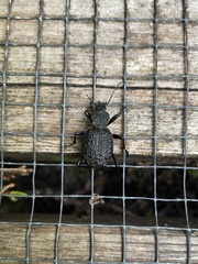 Cychrus tuberculatus