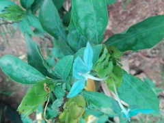 Ecbolium ligustrinum