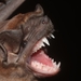Sinaloan Mastiff Bat - Photo (c) Juan Cruzado Cortés, some rights reserved (CC BY-SA), uploaded by Juan Cruzado Cortés