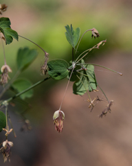 Thalictrum fendleri fendleri