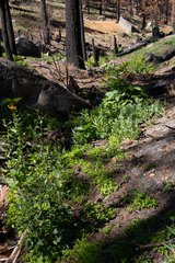 Thalictrum fendleri fendleri